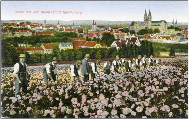 Postkarte Blumenzucht um 1900